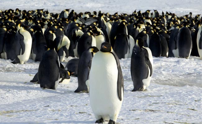 Due To Climate Change, Emperor Penguins Are Now A Threatened Species