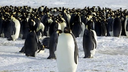 Emperor Penguin Population Declining At Alarming Rate In Antarctica: Study