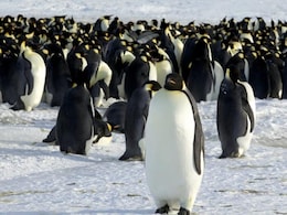 Emperor Penguin Population Declining At Alarming Rate In Antarctica: Study