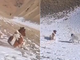 VIDEO: पहाड़ों पर बर्फबारी के बीच स्लाइड करती दिखी गाय, ताज़ा बर्फबारी का ले रही मज़ा VIDEO: पहाड़ों पर बर्फबारी के बीच स्लाइड करती दिखी गाय, ताज़ा बर्फबारी का ले रही मज़ा