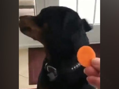 Viral Video: Adorable Pup Refusing To Eat Veggies Is Too Relatable To Miss