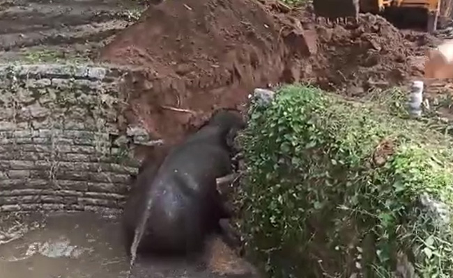 कुएं में गिरे 'गजराज' को बाहर निकालने में वन विभाग की टीम के छूटे पसीने, देखें VIDEO