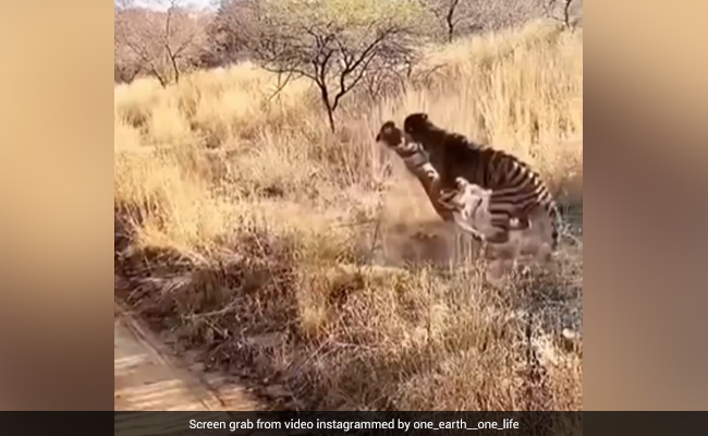 Viral Video Of Two Tigers Viciously Wrestling Each Other Stuns Internet