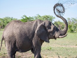 Herd Of 24 Elephants Drink Country Liquor, Sleep For Hours In Odisha Forest Herd Of 24 Elephants Drink Country Liquor, Sleep For Hours In Odisha Forest