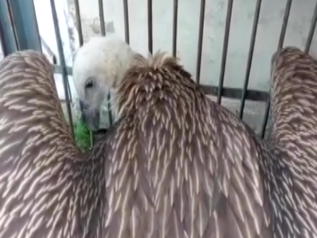 Tagged Vulture Found In Bihar's Dharbhanga