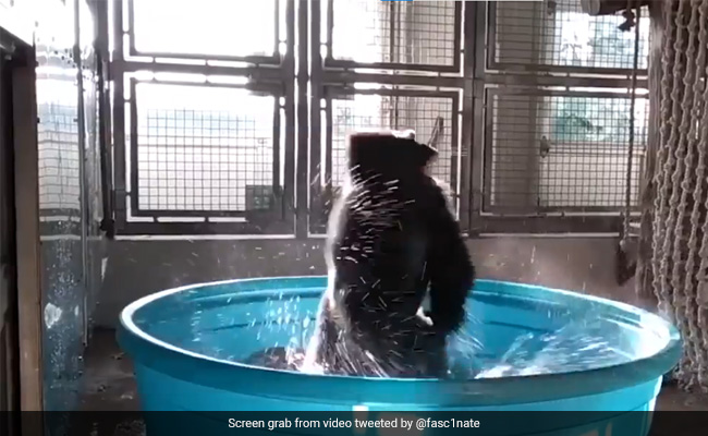 Old Video Of Gorilla Dancing In A Tub Goes Viral Again, Internet Amused