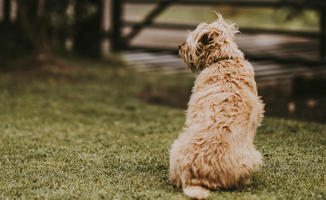 ''Pure Joy'': Dog That Went Missing For 11 Years Miraculously Reunited With Family