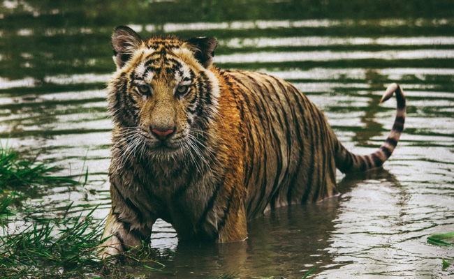 Corbett Forest Guard Shoots, Kills Tigress Which Entered Village