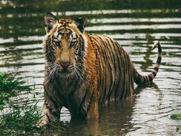 Corbett Forest Guard Shoots, Kills Tigress Which Entered Village Corbett Forest Guard Shoots, Kills Tigress Which Entered Village