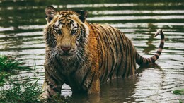 2 Tigers Electrocuted In Madhya Pradesh, 9 Big Cat Deaths Reported In 2026