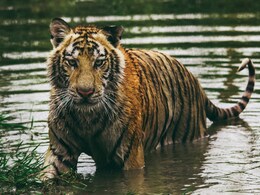 2 Injured After Bengal Tiger Breaks Cage In Pakistan