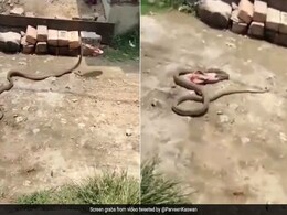 सांप को भगाने के लिए महिला ने मारी चप्पल, सांप चप्पल लेकर ही भाग गया, Video देख चकराया लोगों का सिर सांप को भगाने के लिए महिला ने मारी चप्पल, सांप चप्पल लेकर ही भाग गया, Video देख चकराया लोगों का सिर