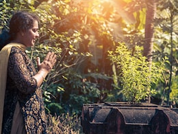 Tulsi Plant : तुलसी का पौधा देता है घर में अच्छे और बुरे वक्त का संकेत, इस तरह पहचानिए Tulsi Plant : तुलसी का पौधा देता है घर में अच्छे और बुरे वक्त का संकेत, इस तरह पहचानिए