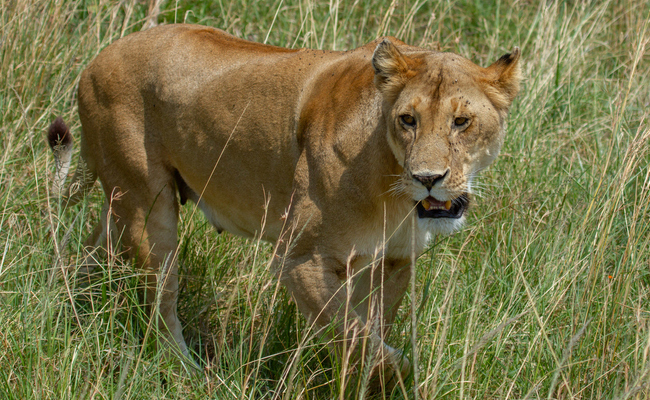 Watch: Lioness Jumps Into A Safari Vehicle, Here's What Happens Next