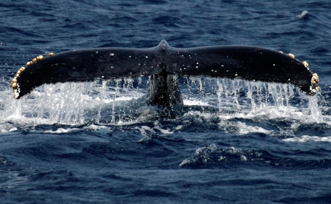 Blue Whales Eat 10 Million Pieces Of Microplastic Daily: Report