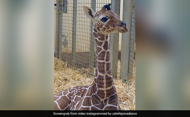 "Welcome, Baby Wilfred'': UK Zoo Shares Adorable Video Of Newborn Giraffe Calf