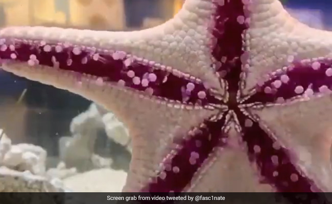 "Bizarre But Beautiful": Video Of Starfish Crawling On Glass Stuns Internet