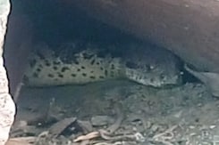 Python Claimed By Locals To Be Bigger Than Anaconda Worshipped In MP Town Python Claimed By Locals To Be Bigger Than Anaconda Worshipped In MP Town
