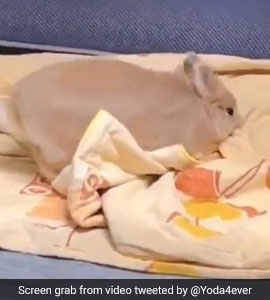 Viral: Video Of Rabbit Playing With Bedsheet, Internet Is All Hearts