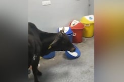 Cow Roams Freely In ICU Of Madhya Pradesh Hospital Cow Roams Freely In ICU Of Madhya Pradesh Hospital