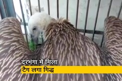 बिहार के दरभंगा में मिला टैग लगा गिद्ध, जांच में जुटे अधिकारी बिहार के दरभंगा में मिला टैग लगा गिद्ध, जांच में जुटे अधिकारी