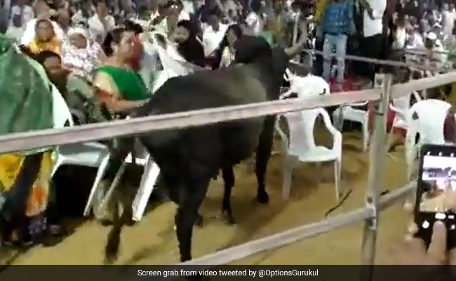 Watch: Bull Runs Through Congress' Gujarat Rally, Ashok Gehlot Blames BJP