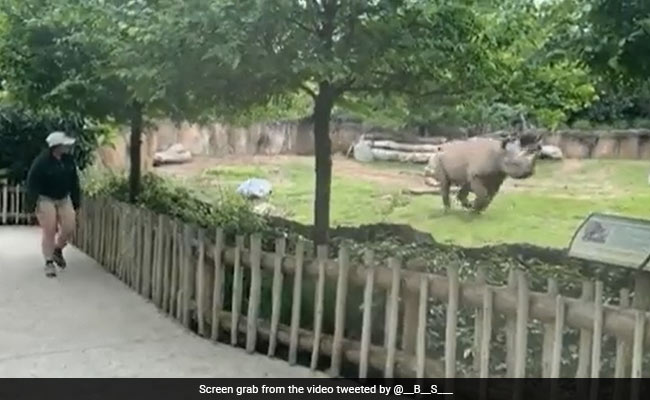 केयरटेकर को देखते ही खुशी से झूम उठा गैंडा, उसके मज़ेदार रिएक्शन ने जीता लोगों का दिल - देखें Video