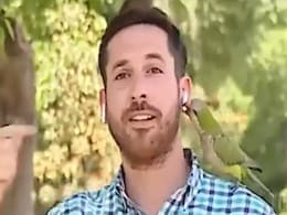 चोरी की रिपोर्टिंग कर रहा था रिपोर्टर, तभी तोता आया और उसका एक ईयरफोन चुरा कर भाग गया चोरी की रिपोर्टिंग कर रहा था रिपोर्टर, तभी तोता आया और उसका एक ईयरफोन चुरा कर भाग गया