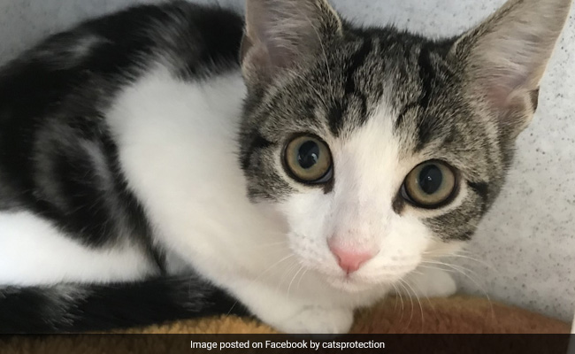 In A First, Homeless Cat In The UK Found To Be Neither Male Nor Female