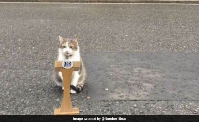 "Not Found His Wallet. Yet": Larry, Cat At UK PM's Home, Tickles Twitter