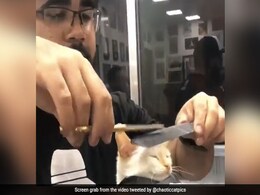 Adorable Cat Sits Patiently As It Gets A Haircut, Viral Video Wins Hearts Adorable Cat Sits Patiently As It Gets A Haircut, Viral Video Wins Hearts