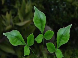 Mahashivratri 2023 : भोलेनाथ को सबसे पहले इन्होंने चढ़ाया था बेलपत्र, जानिए क्या है इसके पीछे की कहानी Mahashivratri 2023 : भोलेनाथ को सबसे पहले इन्होंने चढ़ाया था बेलपत्र, जानिए क्या है इसके पीछे की कहानी