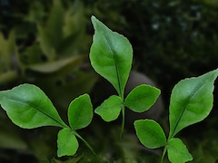 भारत की गली-गली में होता है ये पेड़, डायबिटीज से लेकर Hypertension तक कई रोगों में रामबाण हैं पत्ते, वैज्ञानिक भी मान गए, स्टडी में खुलासा