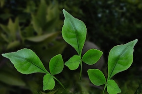 भारत की गली-गली में होता है ये पेड़, डायबिटीज से लेकर Hypertension तक कई रोगों में रामबाण हैं पत्ते, वैज्ञानिक भी मान गए, स्टडी में खुलासा