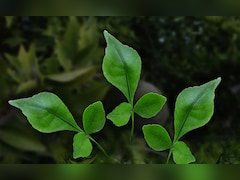 Mahashivratri Bel Patra: क्या महाशिवरात्रि व्रत में बेलपत्र खा सकते हैं?