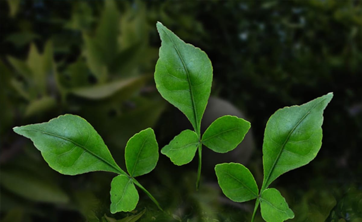 Mahashivratri Bel Patra: क्या महाशिवरात्रि व्रत में बेलपत्र खा सकते हैं?