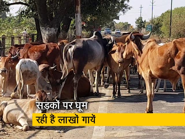प्राइम टाइम : मध्‍य प्रदेश में गौशालाओं को आठ महीने से नहीं मिला अनुदान, कर्ज से चल रहा काम 