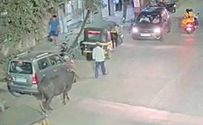 Elderly Man Falls Under Bus After Bull Attack, Dies