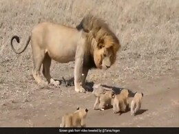 शेर अपने बच्चों को टहला रहा रहा था, इंसानों की तरह कर रहा था केयर, Video ने जीता दिल शेर अपने बच्चों को टहला रहा रहा था, इंसानों की तरह कर रहा था केयर, Video ने जीता दिल