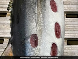 Viral Pic: Strange Round-Shaped Wounds On Fish Leaves Internet Puzzled Viral Pic: Strange Round-Shaped Wounds On Fish Leaves Internet Puzzled