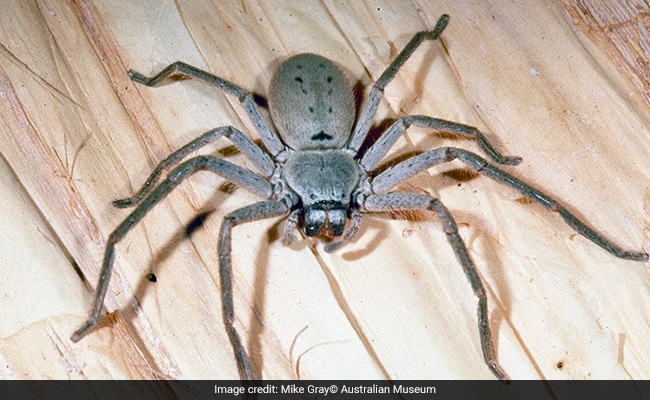 Australian Man Discovers Huntsman Spider And Hundreds Of Its Babies In His Car's Boot