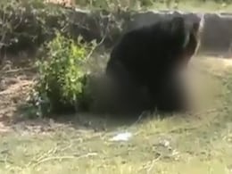 Caught On Camera: Bear Attack In Tamil Nadu Leaves 3 Injured Caught On Camera: Bear Attack In Tamil Nadu Leaves 3 Injured