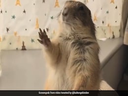 Watch: How a Marmot Reacts When Its Owner Stops Petting It Watch: How a Marmot Reacts When Its Owner Stops Petting It