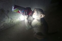 Viral: Beer-Guzzling Monkey Is A Menace For Liquor Shops In UP Town Viral: Beer-Guzzling Monkey Is A Menace For Liquor Shops In UP Town