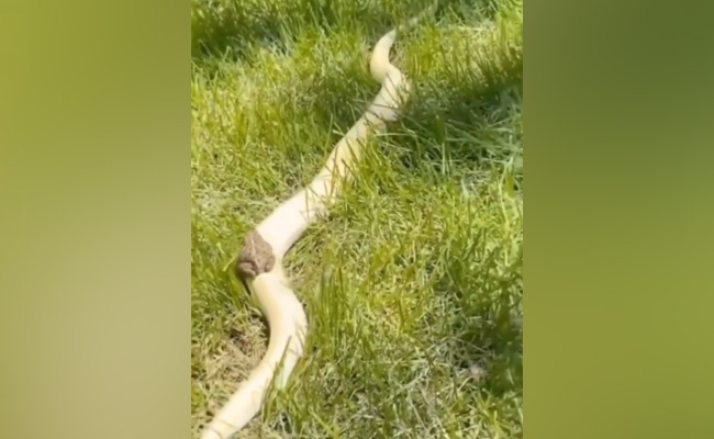 ख़तरनाक सांप की सवारी करते हुए मेढ़क का वीडियो वायरल, वन अधिकारी ने कहा- ख़तरों के खिलाड़ी