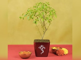 देवशयनी एकादशी पर तुलसी मैया देंगी मनचाहा वरदान, बस तुलसी के पौधे पर चढ़ाएं यह चीज देवशयनी एकादशी पर तुलसी मैया देंगी मनचाहा वरदान, बस तुलसी के पौधे पर चढ़ाएं यह चीज