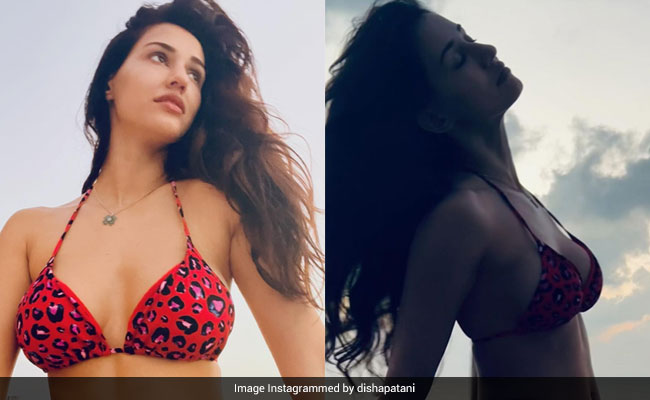 Disha Patani In An Animal Print Swimsuit Is Making Even The Beach Her Own Personal Runway