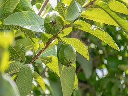 Man Allegedly Beaten To Death For Plucking Guava At Farm In UP Man Allegedly Beaten To Death For Plucking Guava At Farm In UP