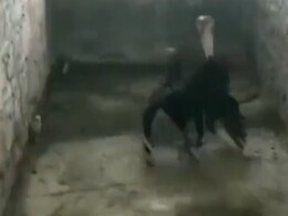 बच्चे को बचाने के लिए अपनी जान जोखिम में डाल कर नाग से लड़ गई मुर्गी, वीडियो देख दहल जाएंगे बच्चे को बचाने के लिए अपनी जान जोखिम में डाल कर नाग से लड़ गई मुर्गी, वीडियो देख दहल जाएंगे