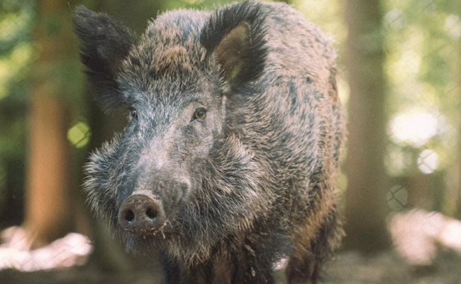 Forest Officials Arrest Man For Keeping Wild Boar As Pet In Odisha